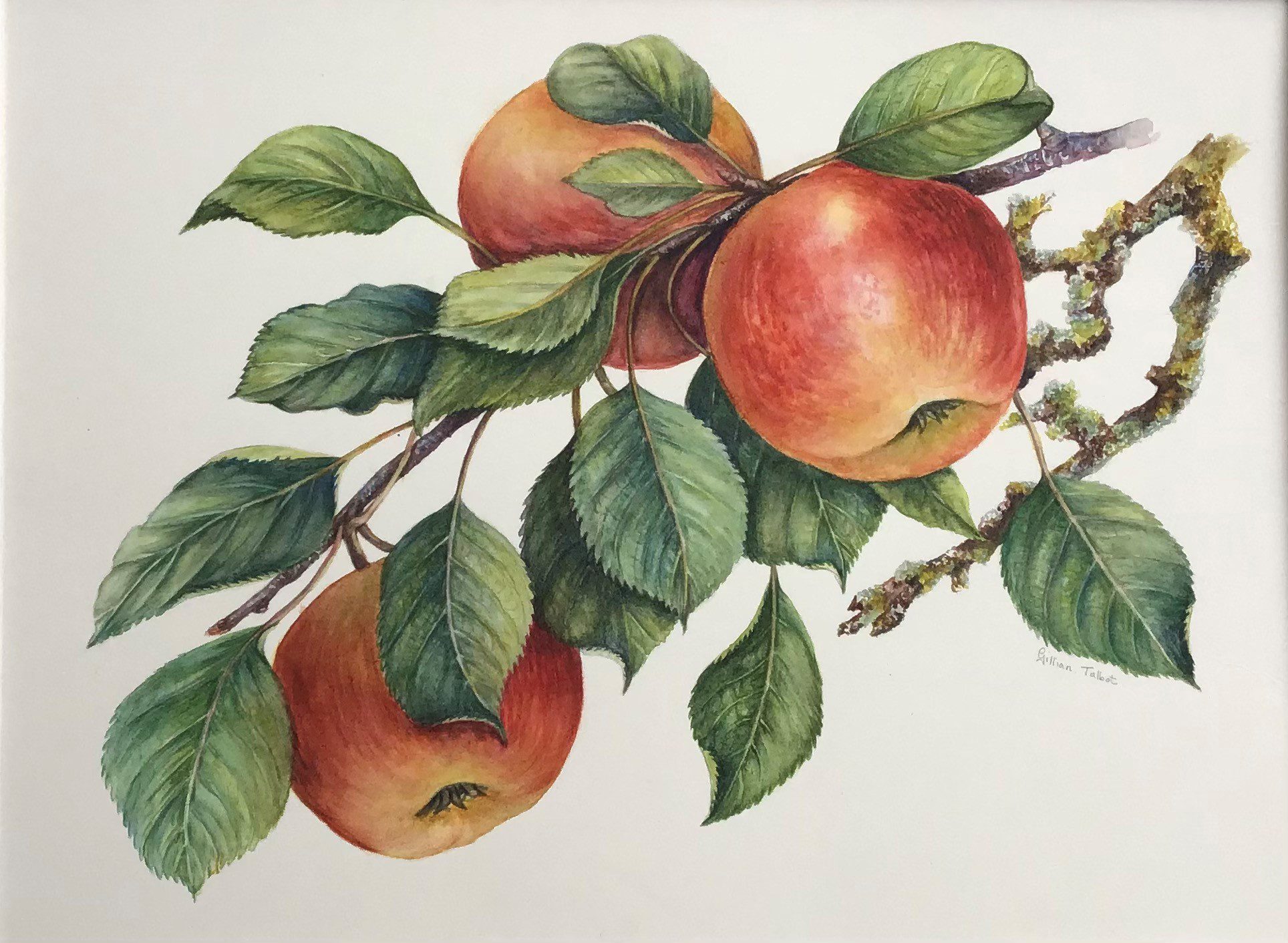 Botanical Treasures - Apples